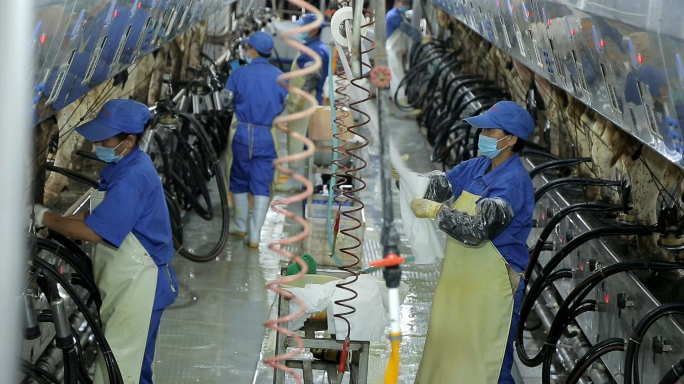 花花牛丨河南農(nóng)業(yè)大學(xué)黨委副書記、校長(zhǎng)介曉磊一行蒞臨花花牛河南瑞亞參觀調(diào)研