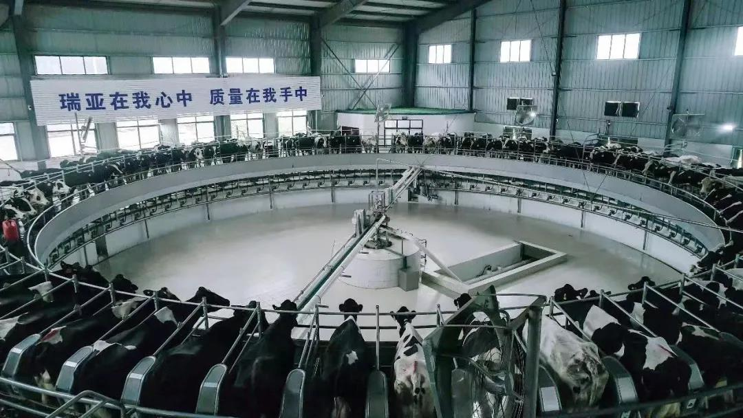 花花牛丨國(guó)家奶牛產(chǎn)業(yè)技術(shù)體系首席科學(xué)家、中國(guó)農(nóng)業(yè)大學(xué)教授李勝利一行蒞臨花花牛魯山瑞亞參觀調(diào)研