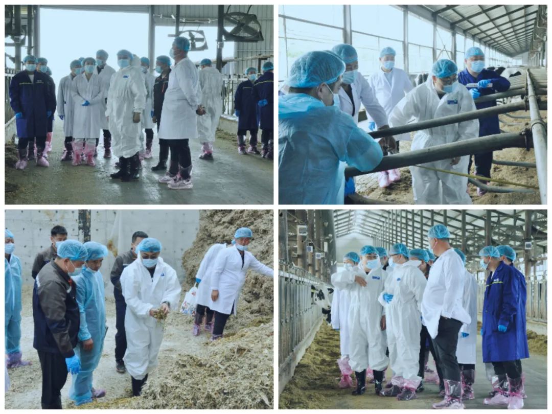 花花牛丨國(guó)家奶牛產(chǎn)業(yè)技術(shù)體系首席科學(xué)家、中國(guó)農(nóng)業(yè)大學(xué)教授李勝利一行蒞臨花花牛魯山瑞亞參觀調(diào)研