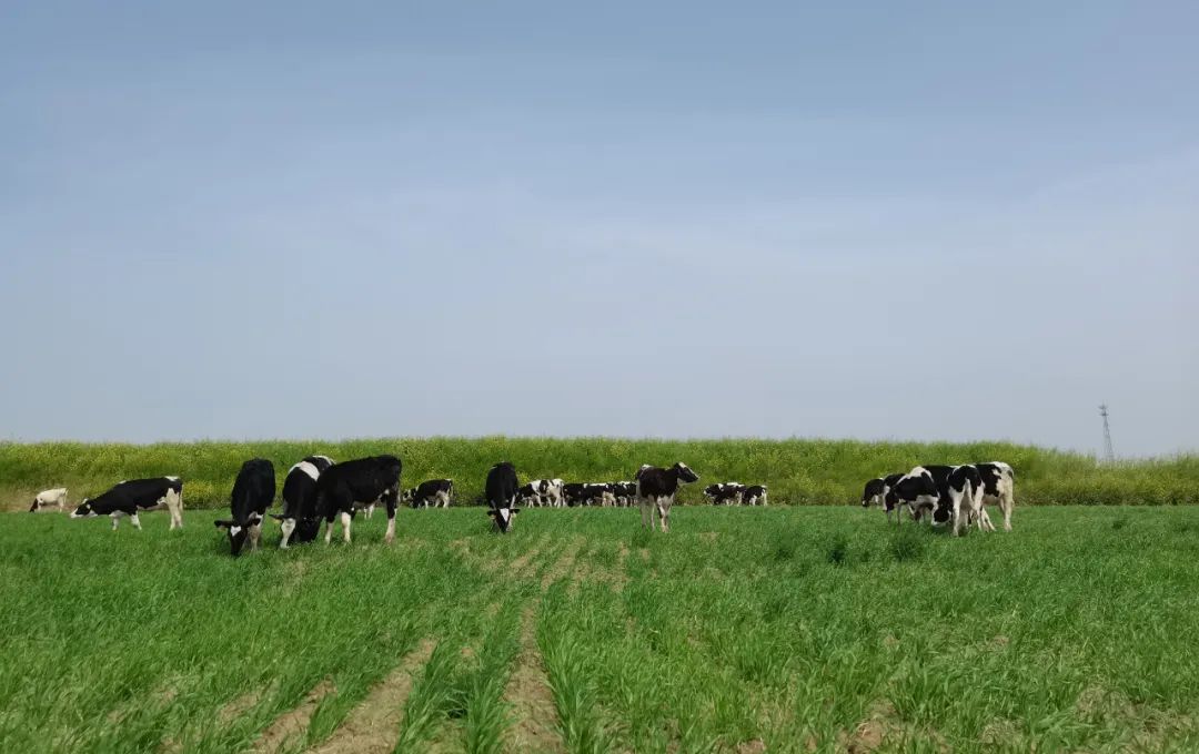 繼往開來 · 再創(chuàng)輝煌 | 花花牛乳業(yè)集團(tuán)召開9月營銷、養(yǎng)殖及飼料月度經(jīng)營工作會(huì)議